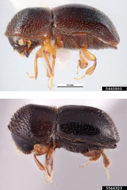 Two different kinds of ambrosia beetle adults.